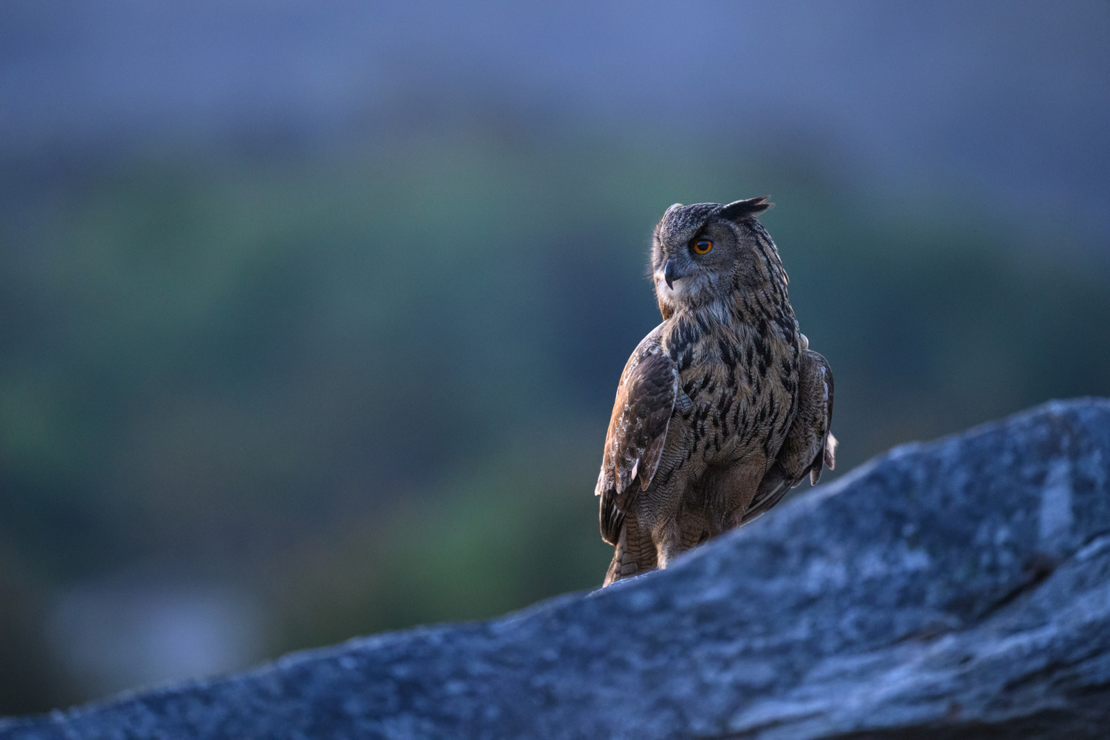 The eagle owl at first dawn