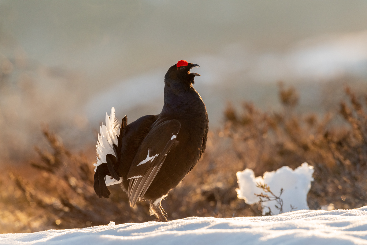 Black grouse in the morning sun