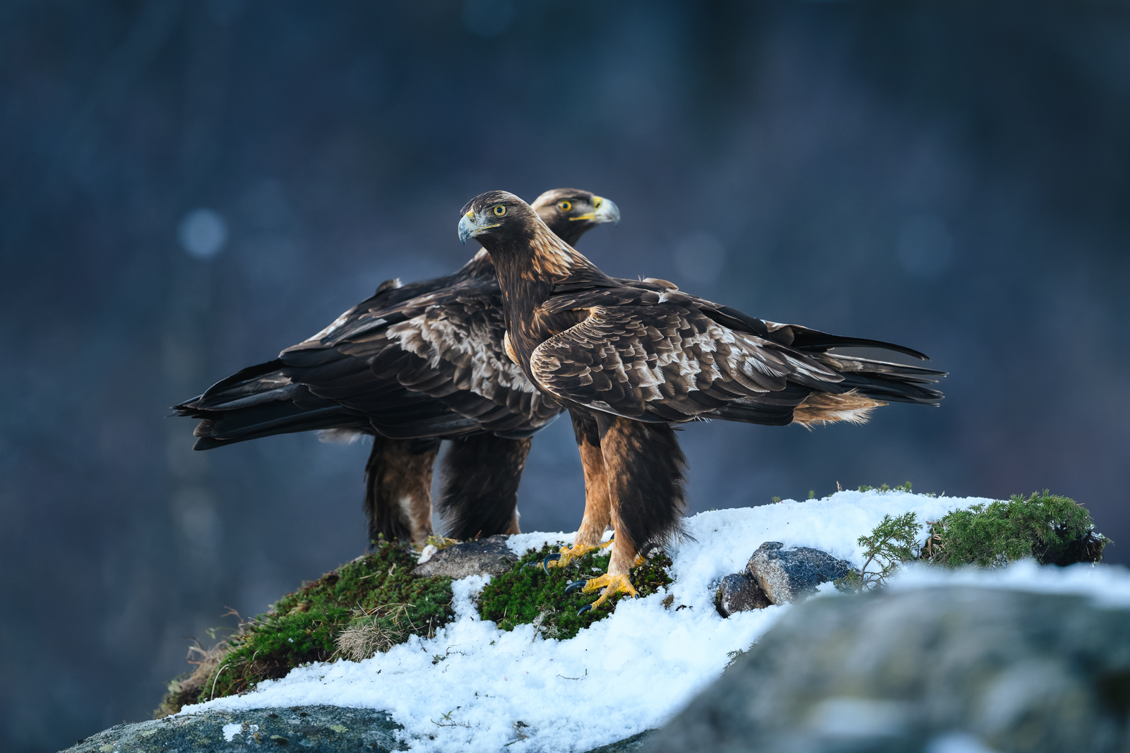 The golden eagle pair on a rock