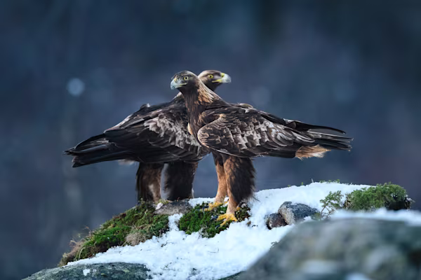 The golden eagle pair on a rock
