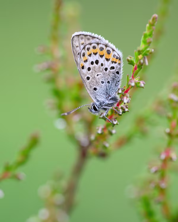 Idas blue butterfly