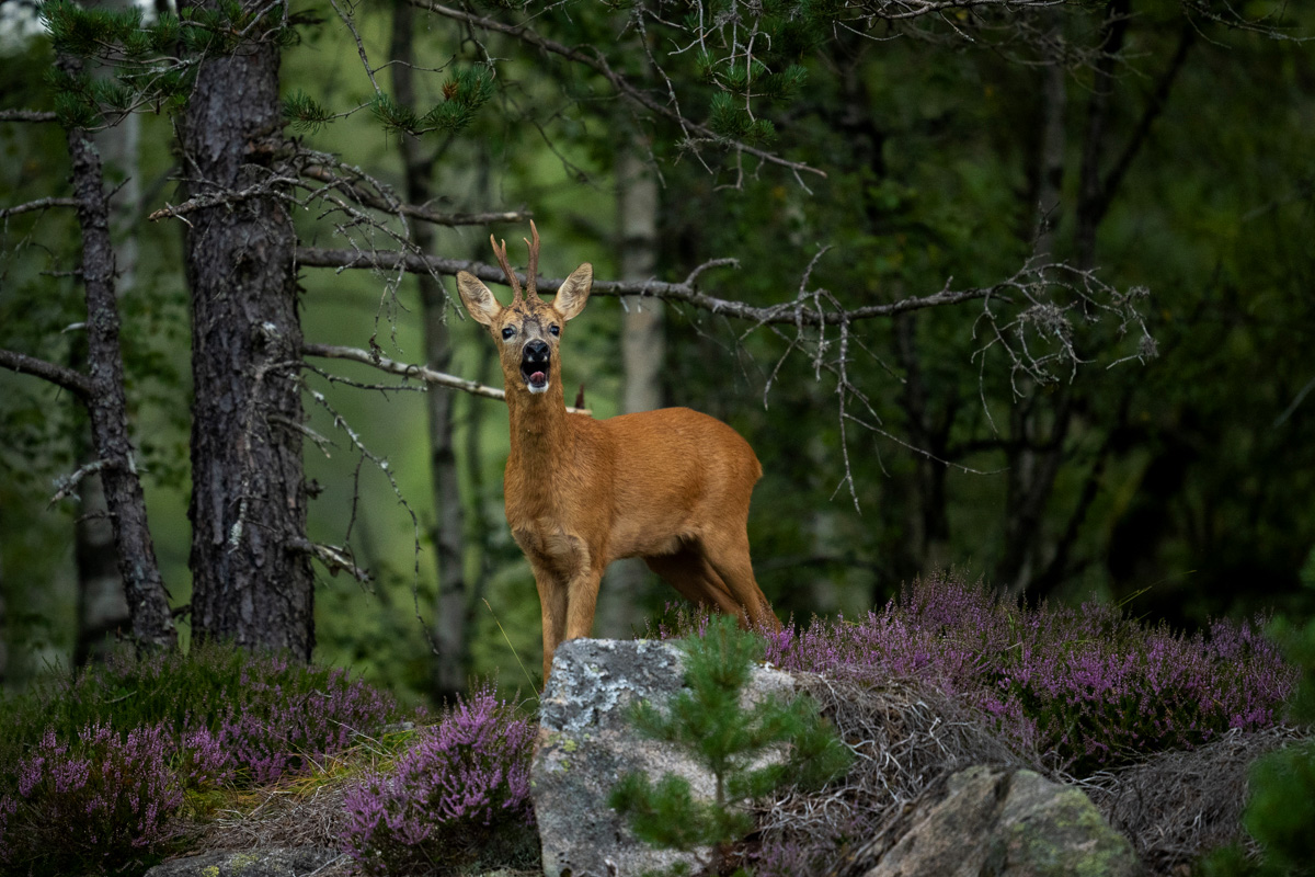 Roe deer buck barking in the forest