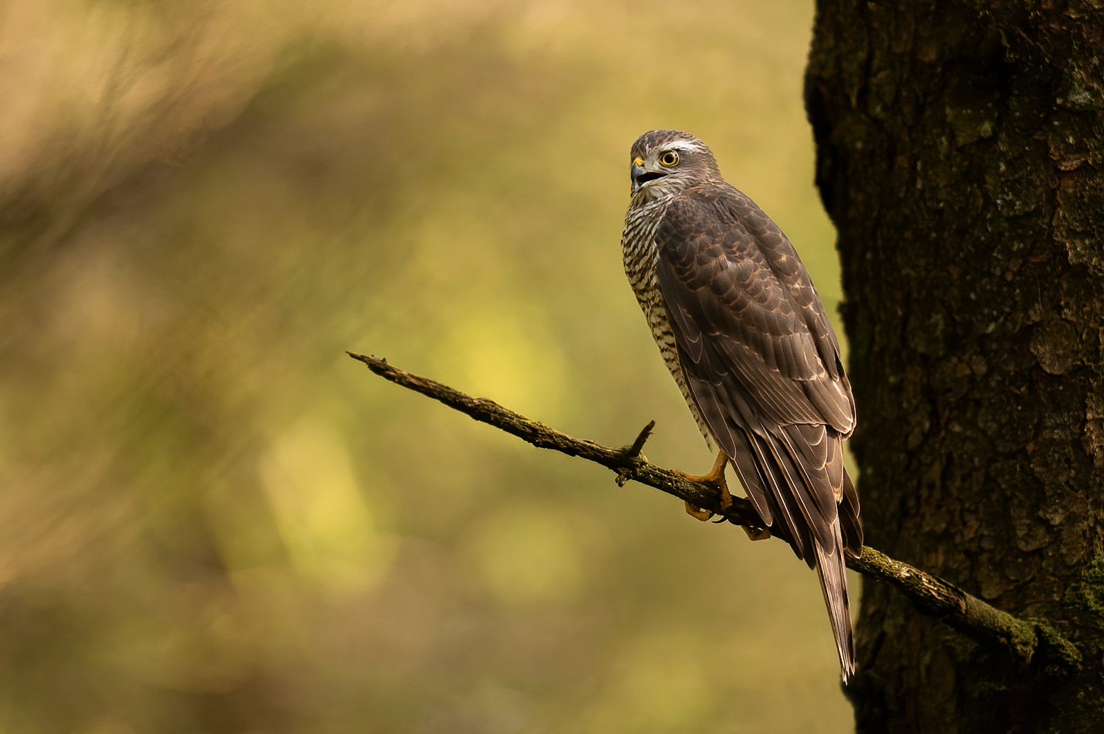 Sparrowhawk resting on branch