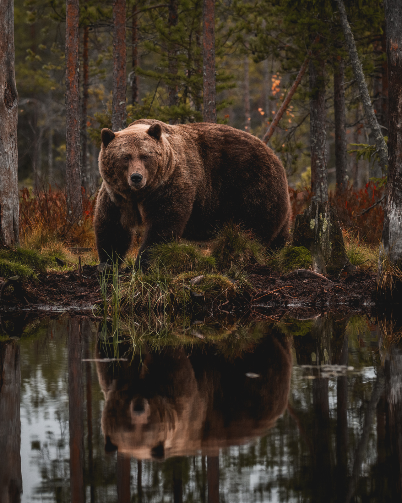 Bear with reflection