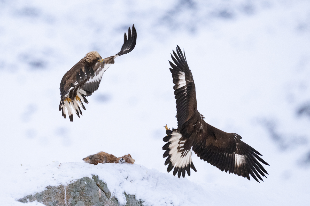 Golden eagles competing over a fox