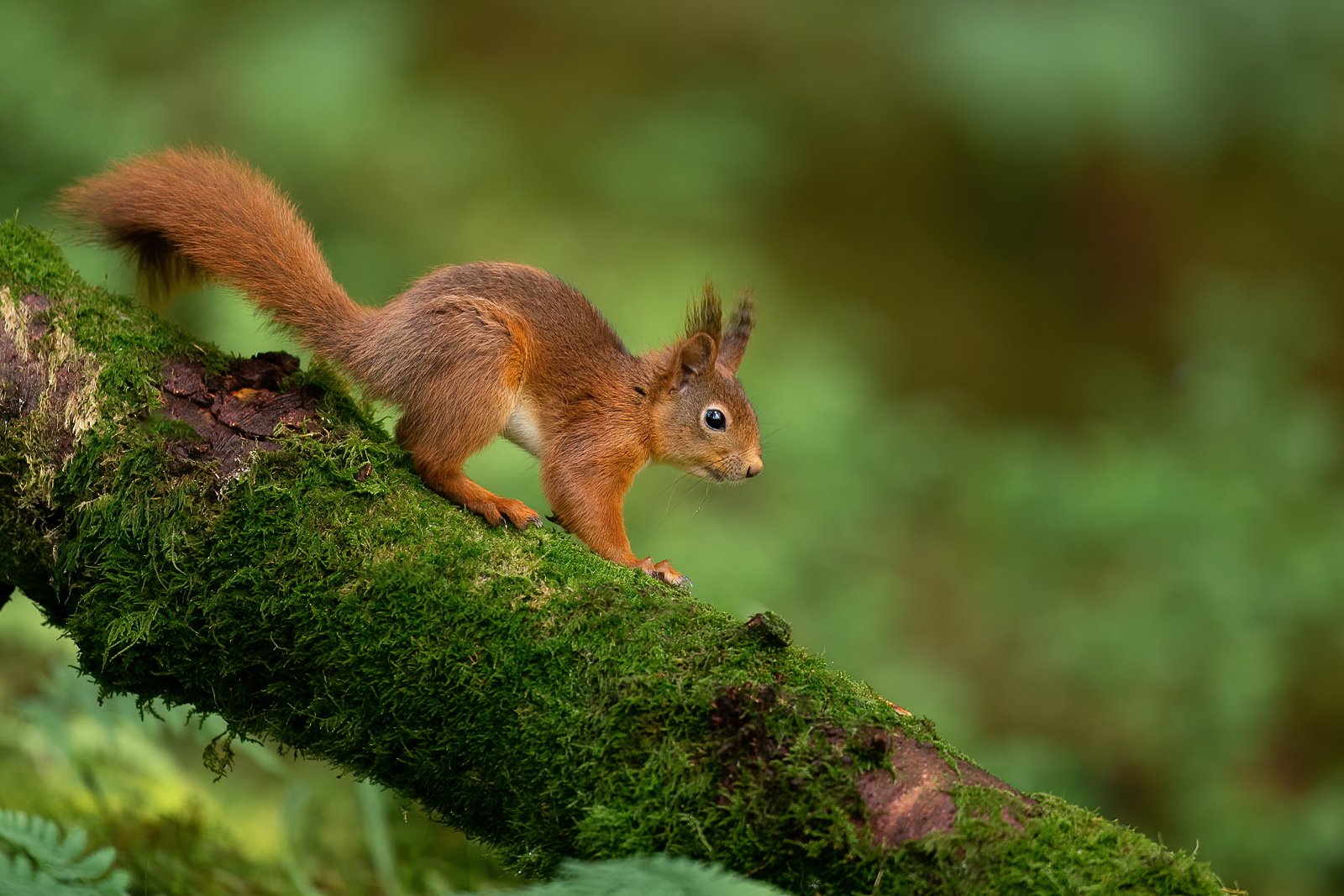 Squirrel walking on log