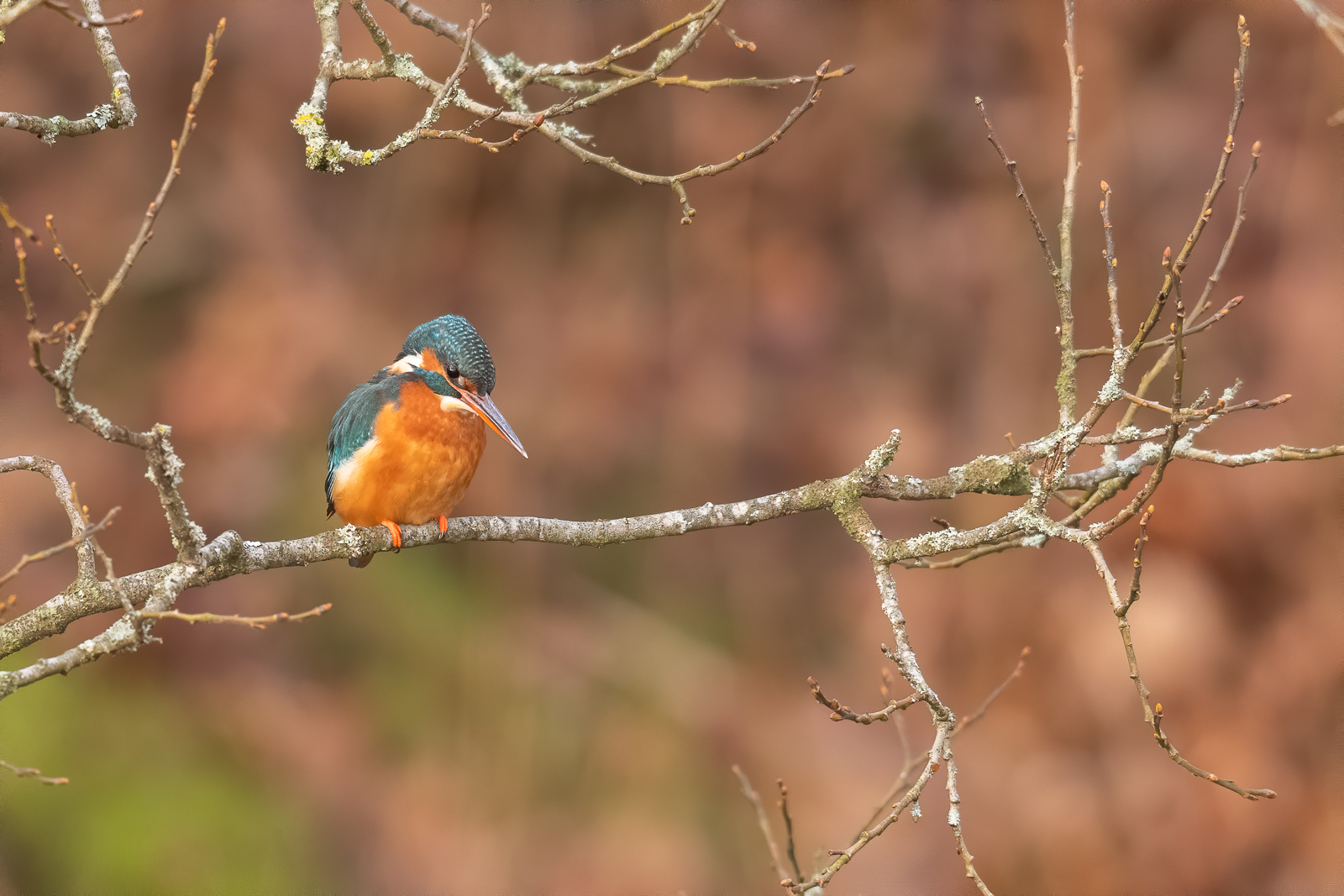 Kingfisher looking for fish