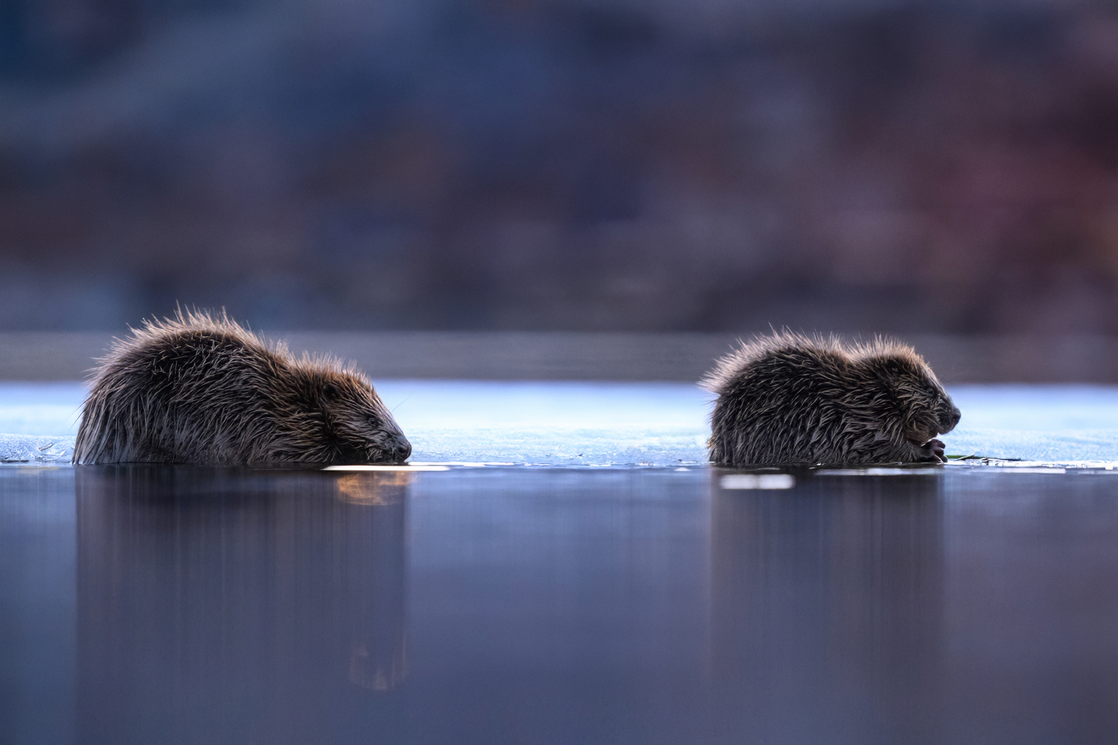 Beavers on the ice edge