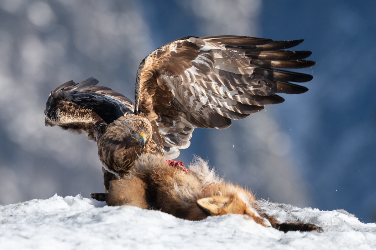 Golden Eagle with fox prey