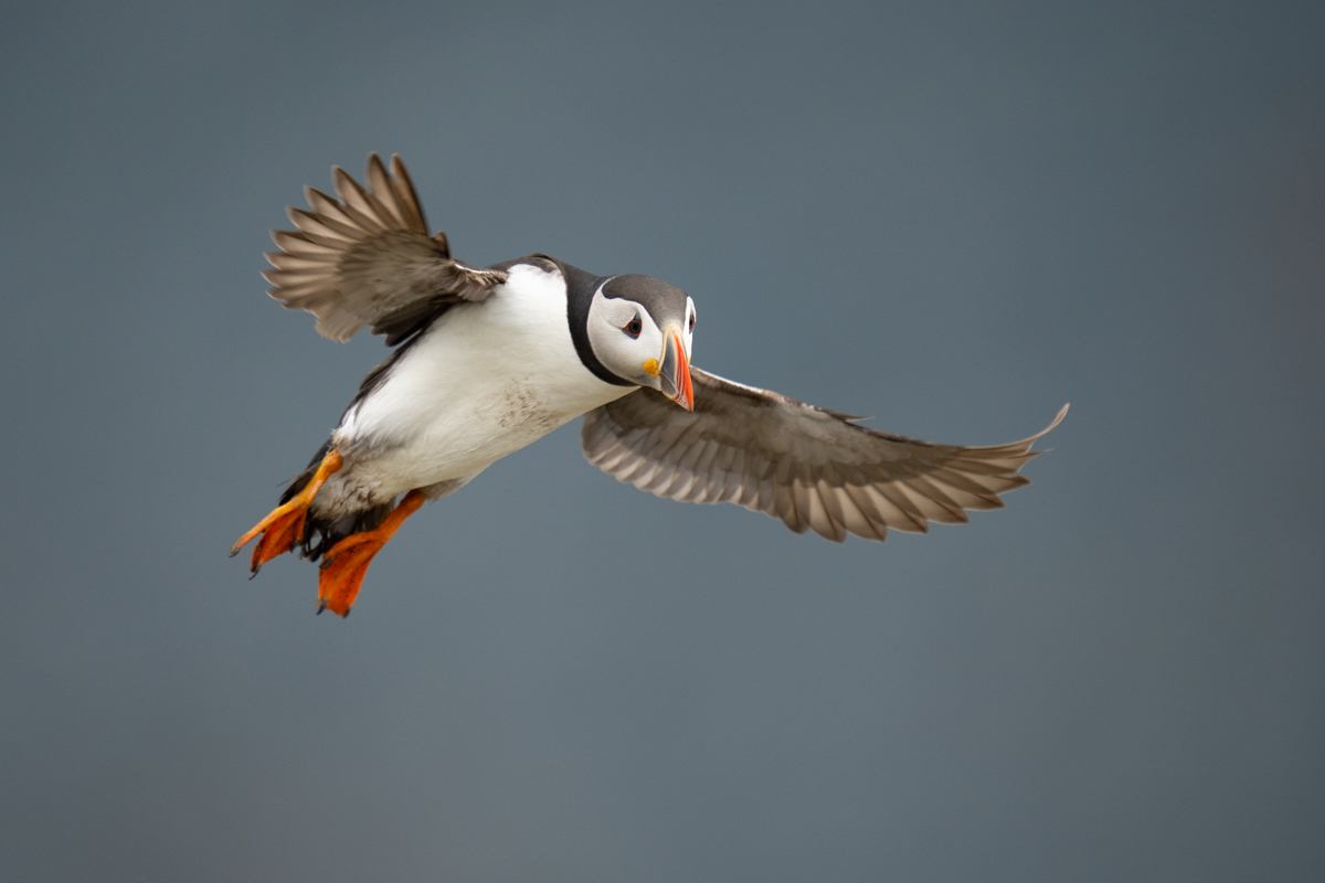 Puffin flying to the bird cliff
