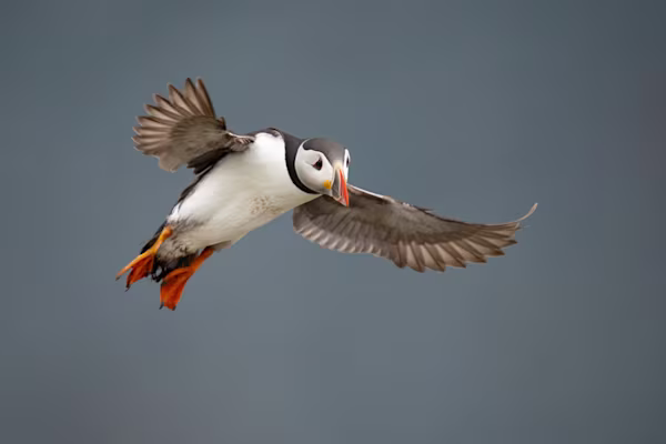 Puffin flying to the bird cliff