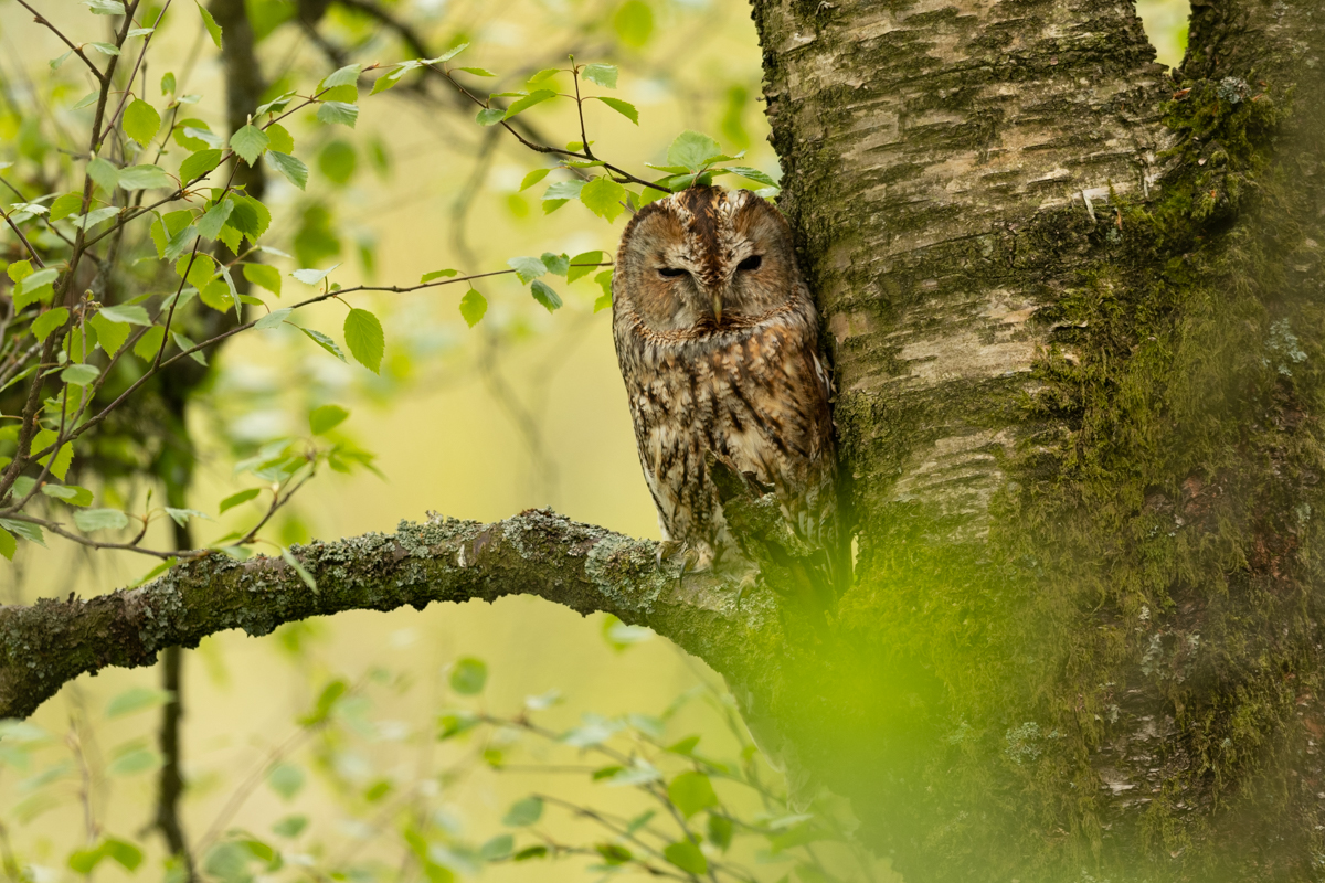 Tawny owl in birch tree