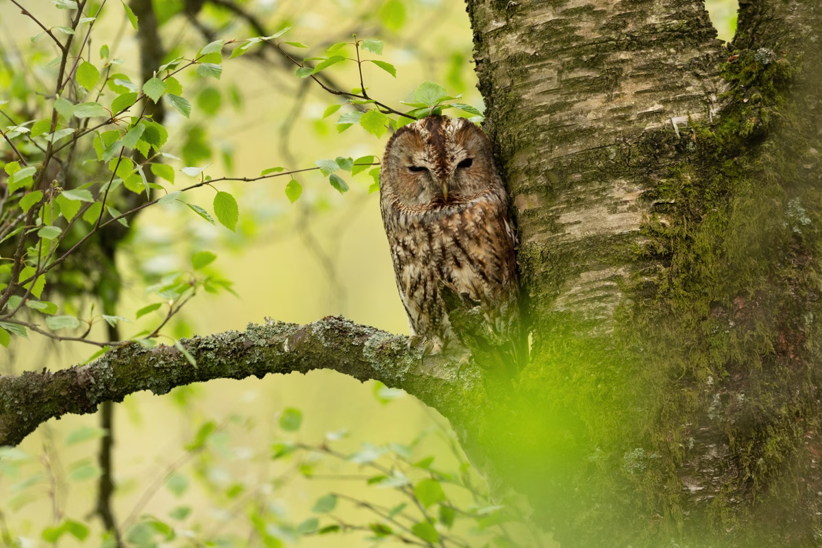 Tawny owl in birch tree