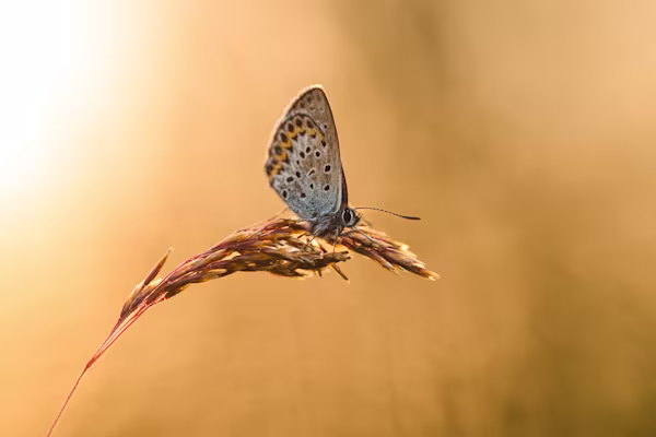 Idas blue butterfly in the evening sun