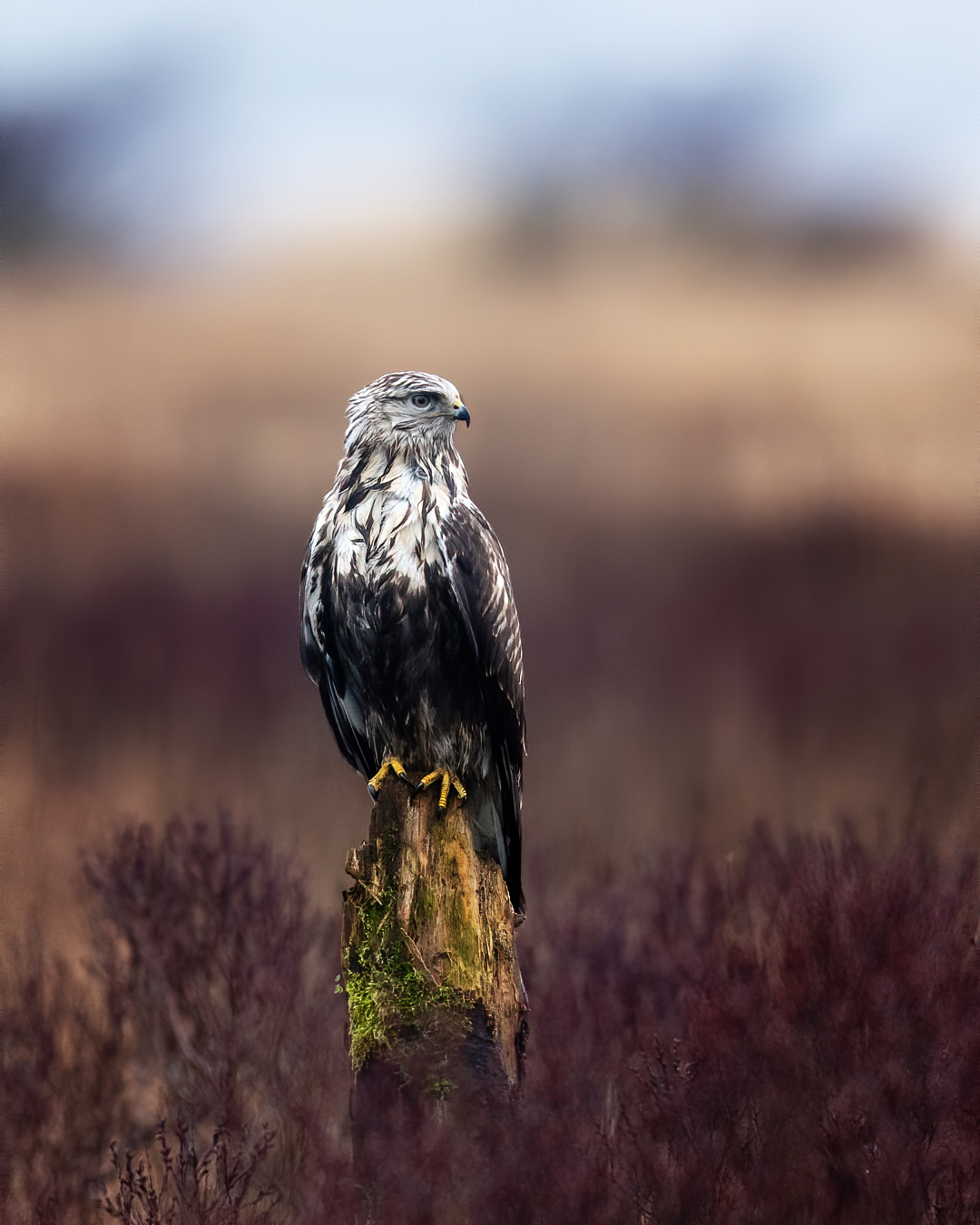 Rough-legged buzzard on old log