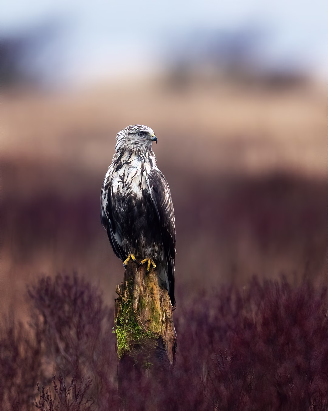 Rough-legged buzzard on old log