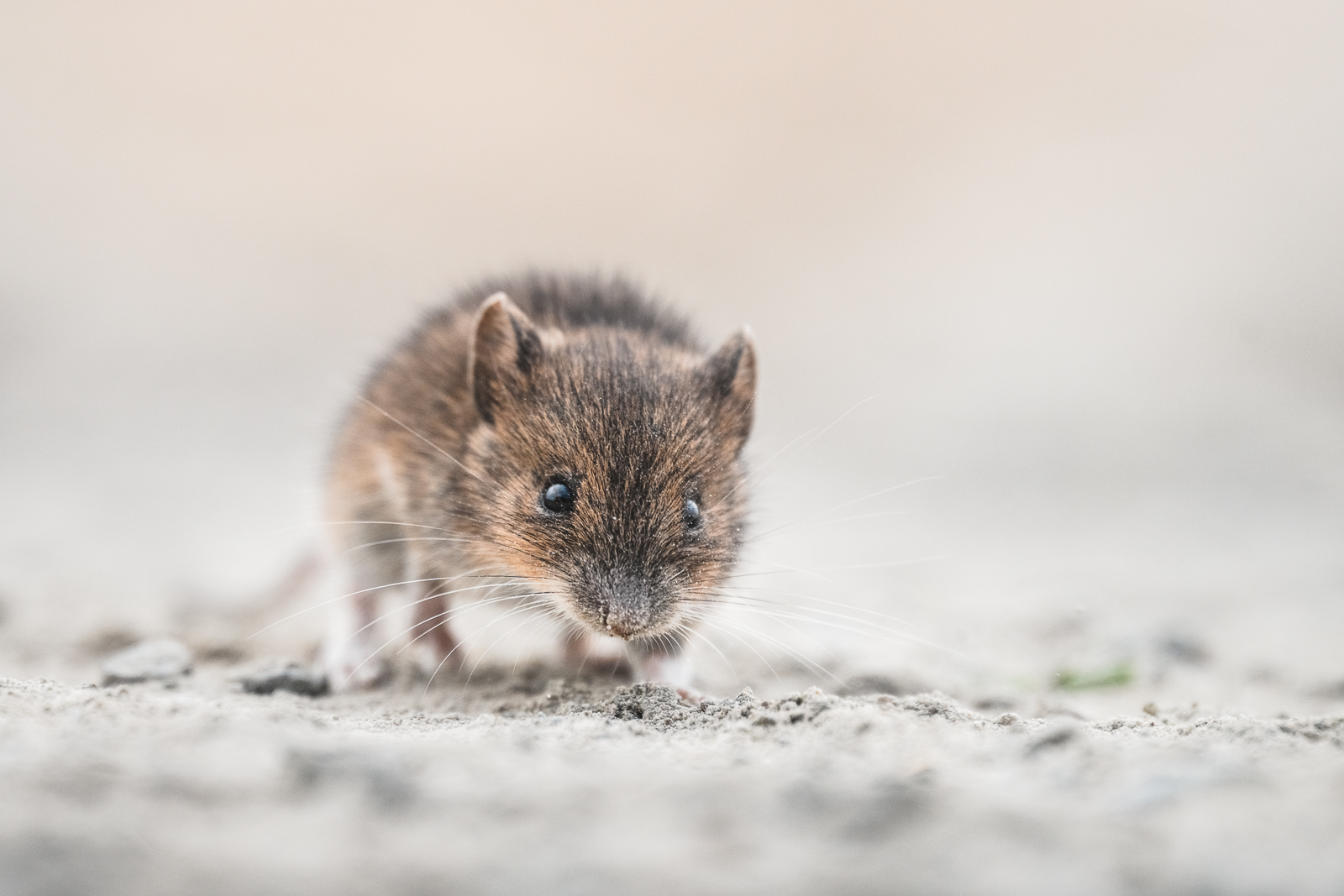 Wood mouse on open ground