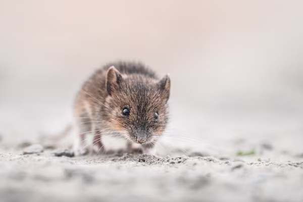 Wood mouse on open ground