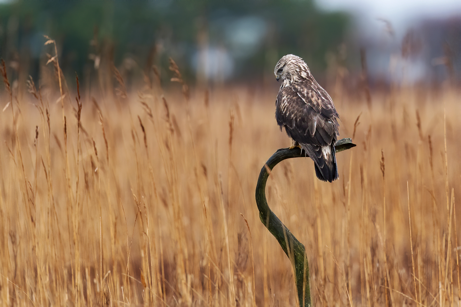 Rough-legged buzzard looking down