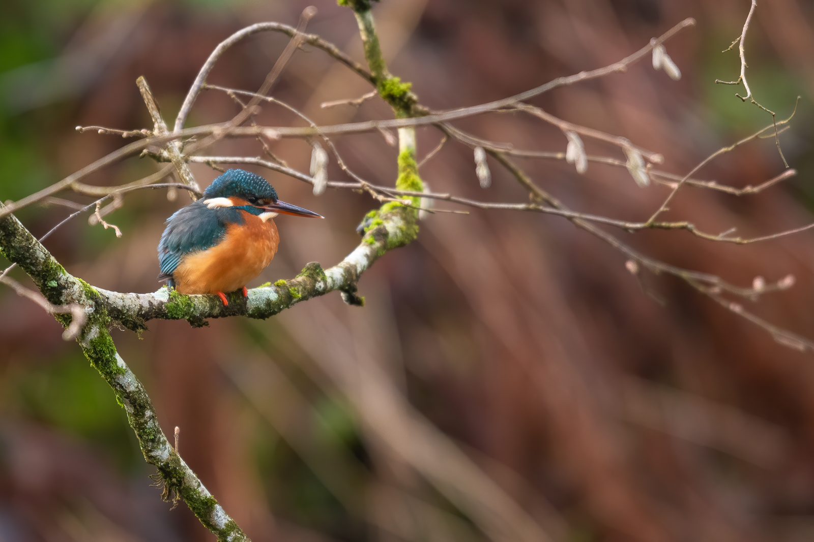 Kingfisher resting in the tree