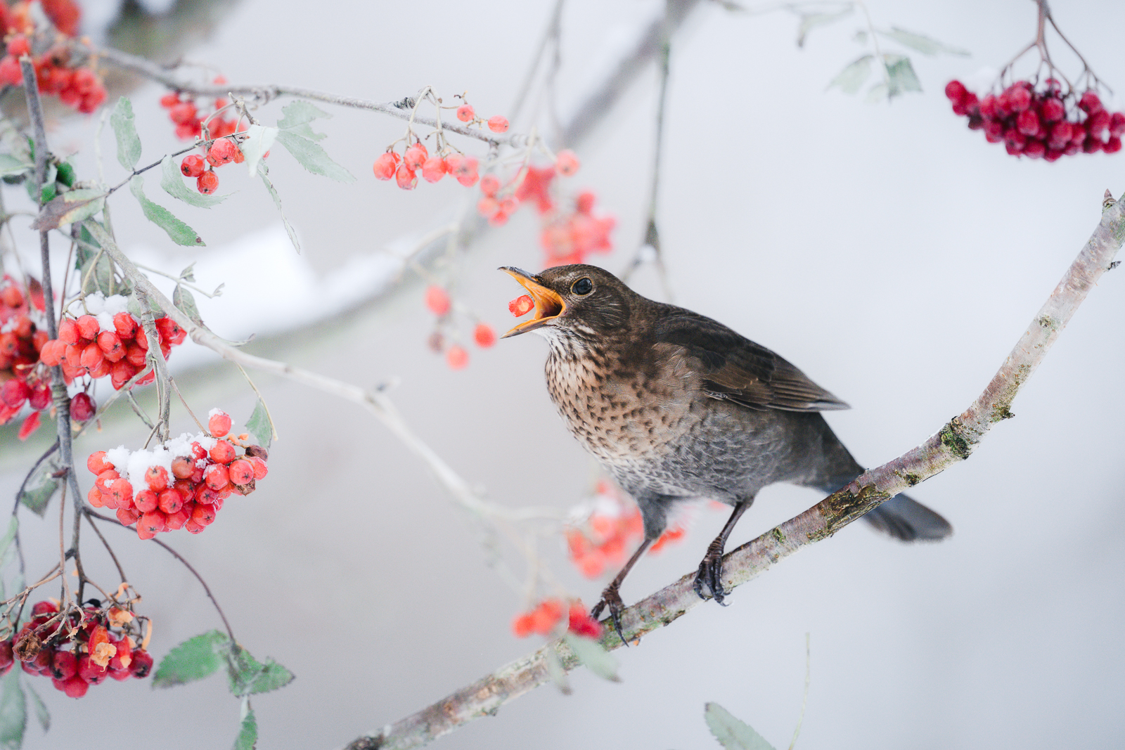 Blackbird catching berries