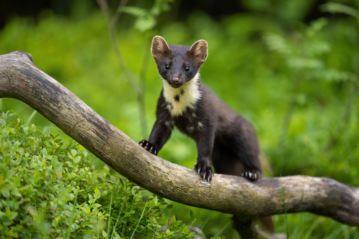 A curious pine marten