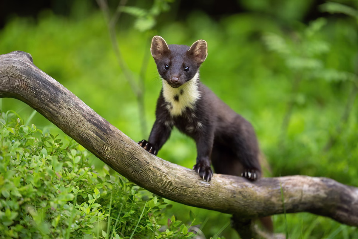 A curious pine marten