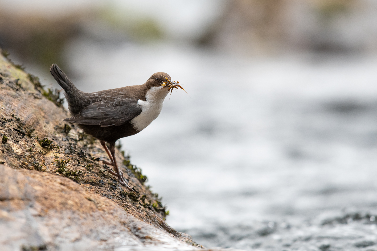 Dipper with a lot of nymphs