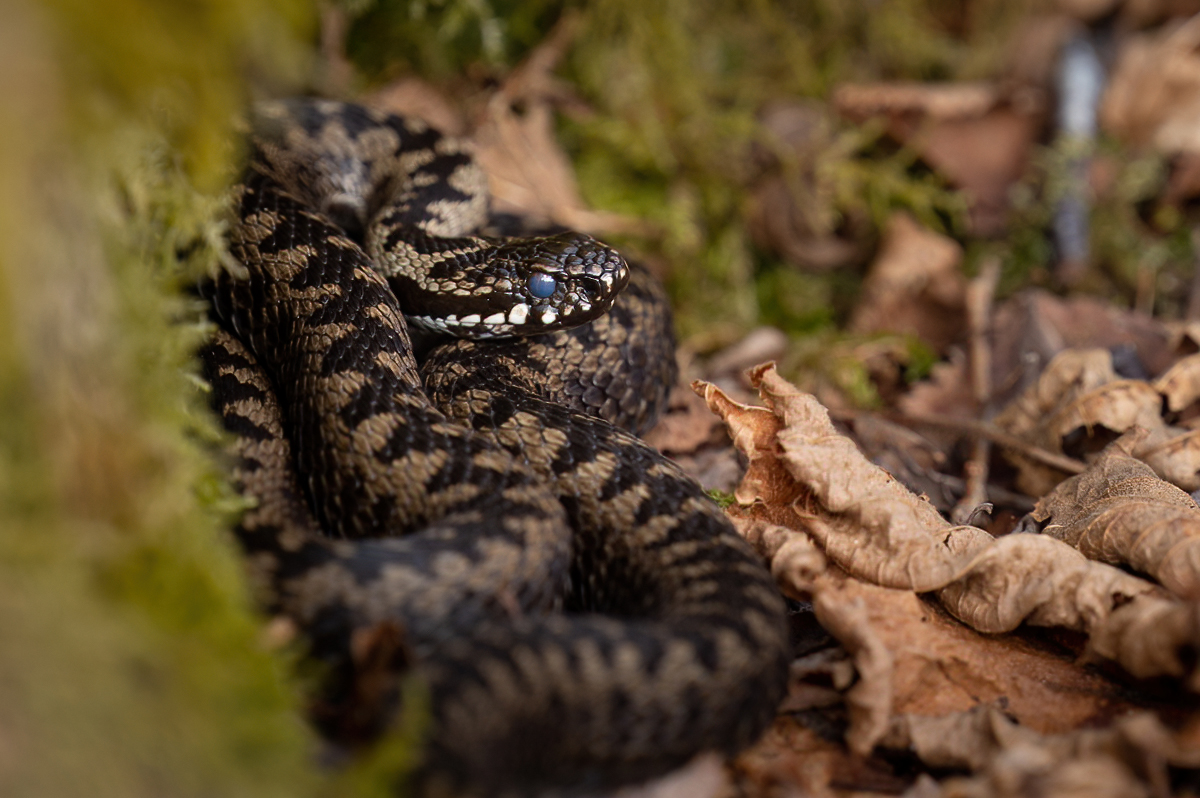 European adder in the leaves