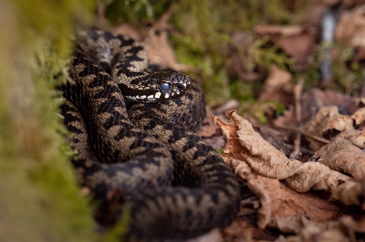 European adder in the leaves
