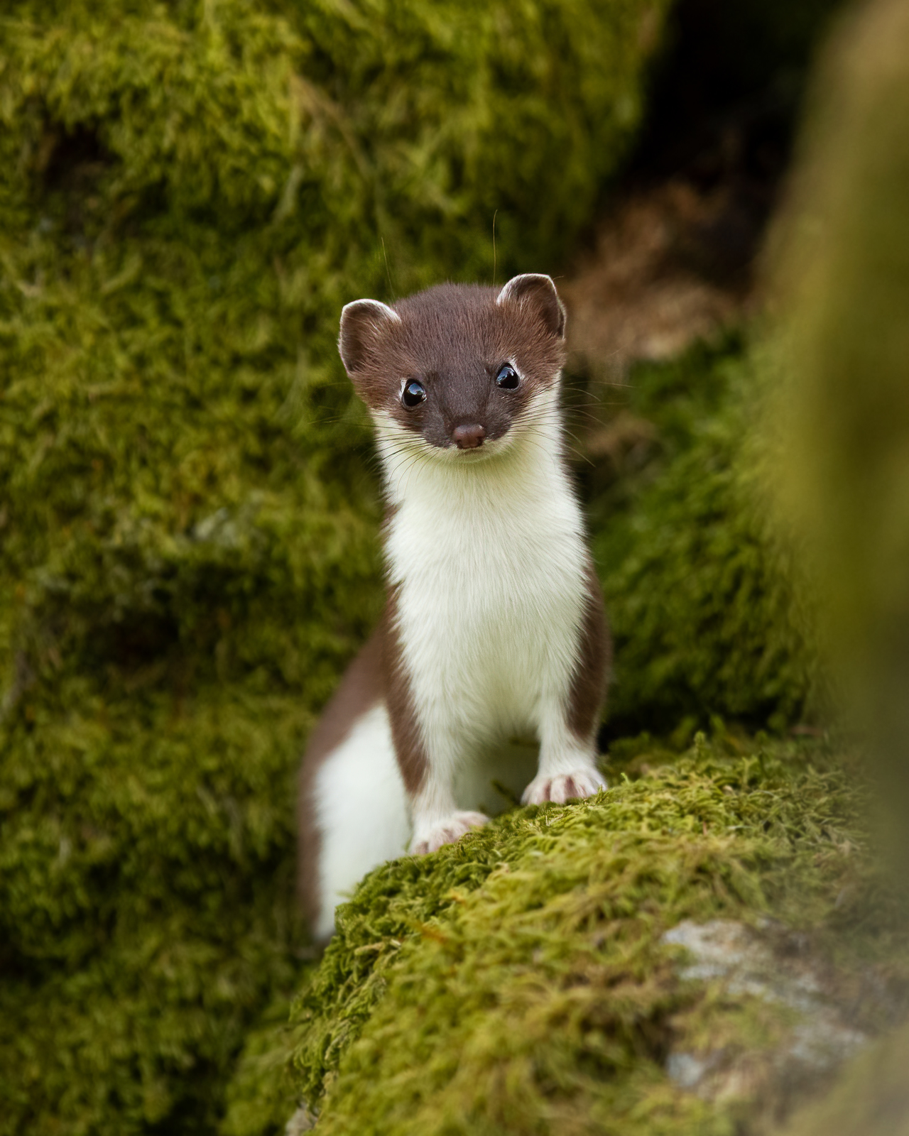 Stoat on mossy stones