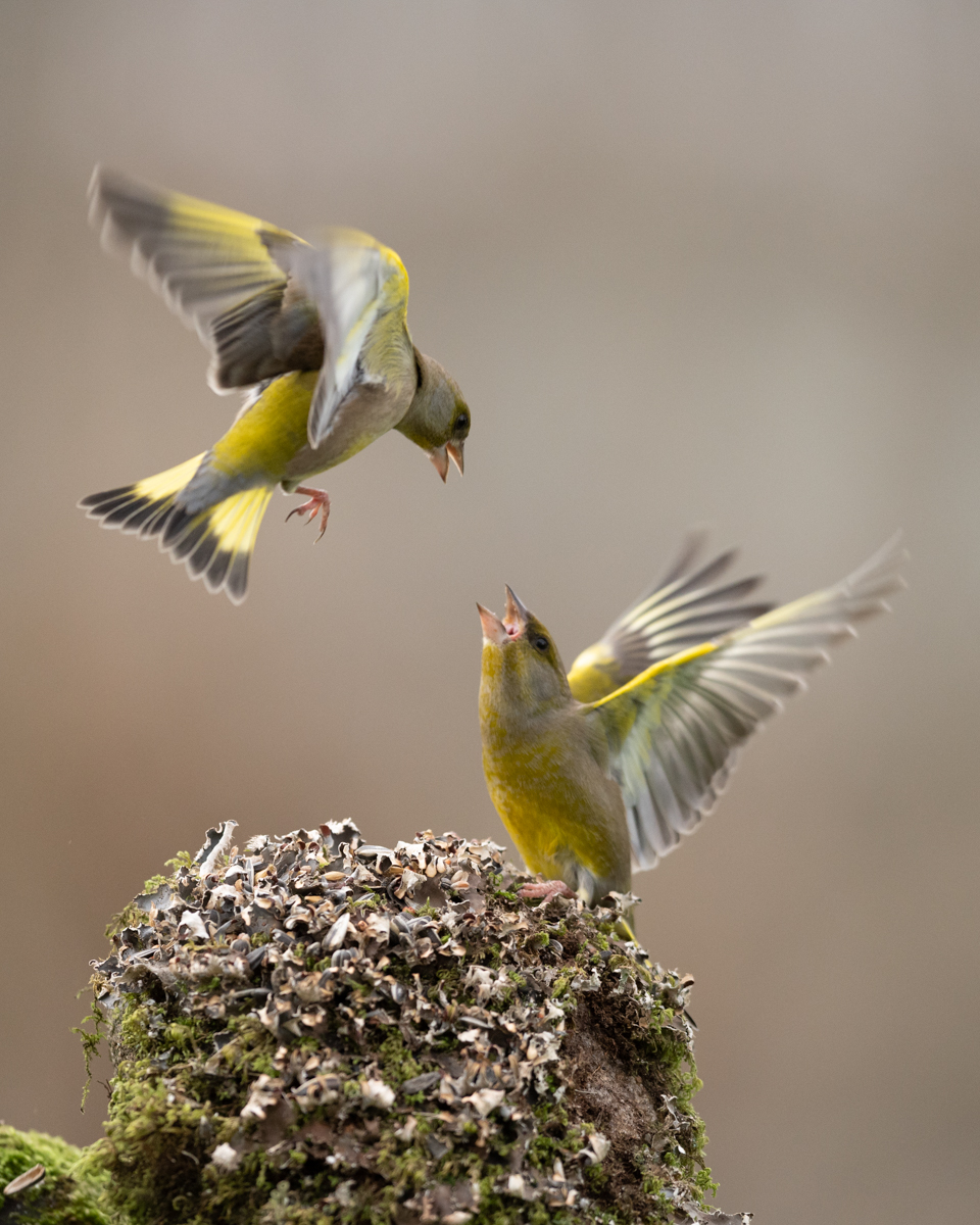 Greenfinches arguing