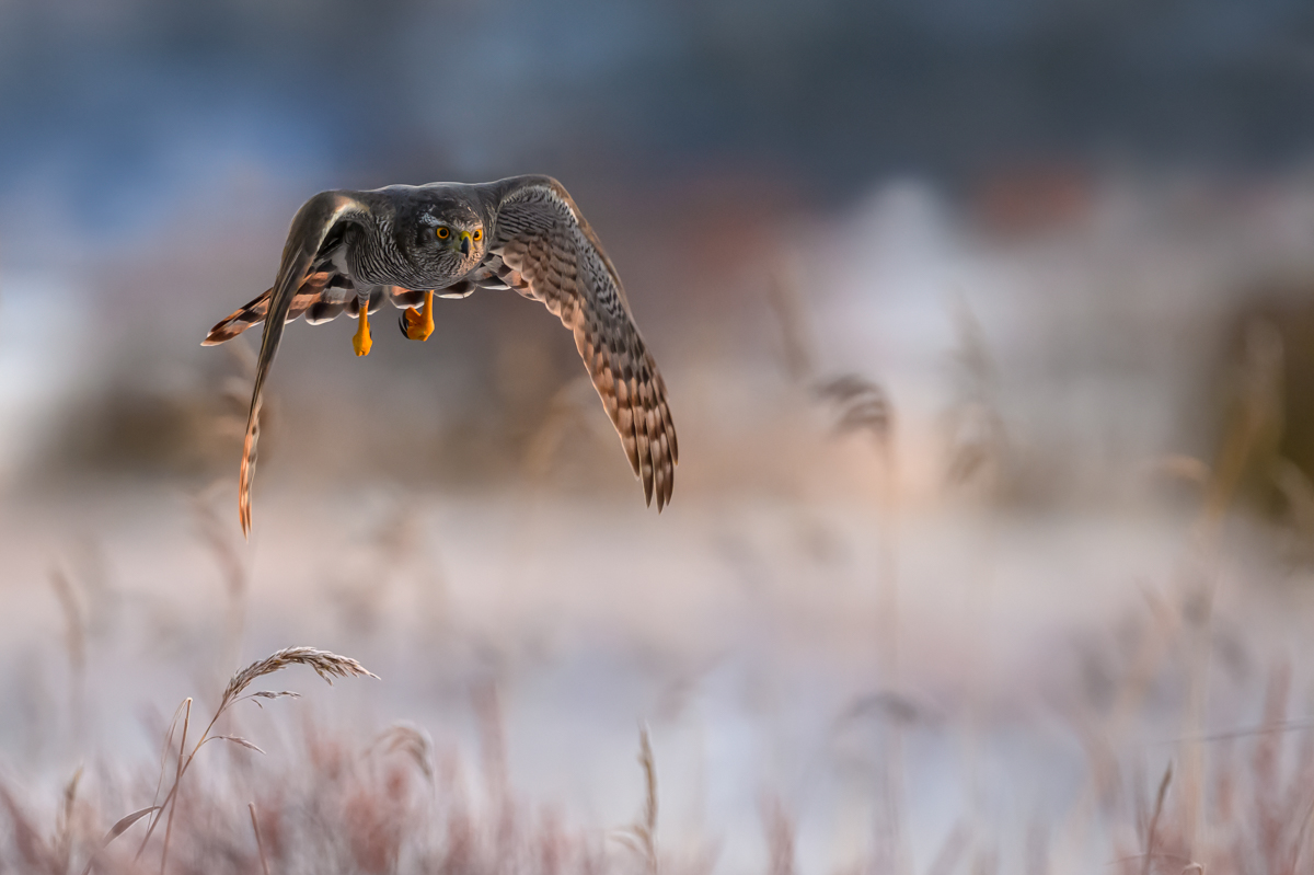 Goshawk in flight over the frozen marsh