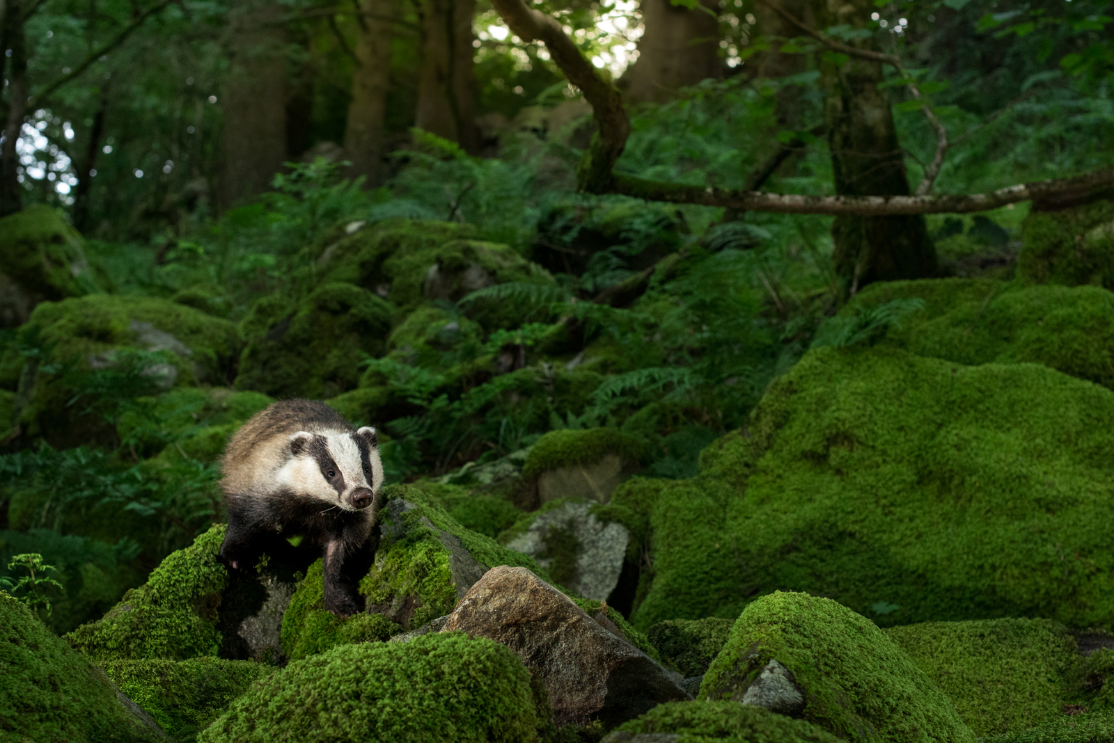 Badger in the summer forest