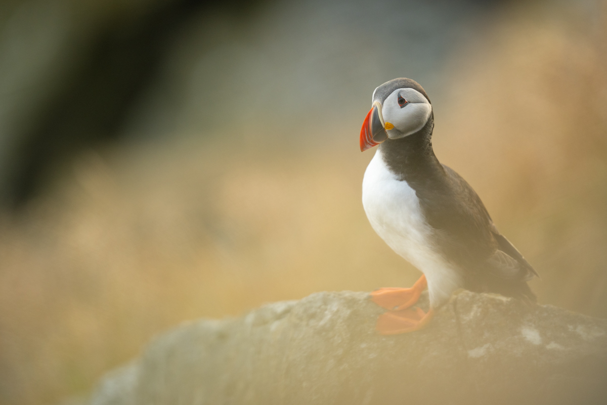 Puffin in soft light