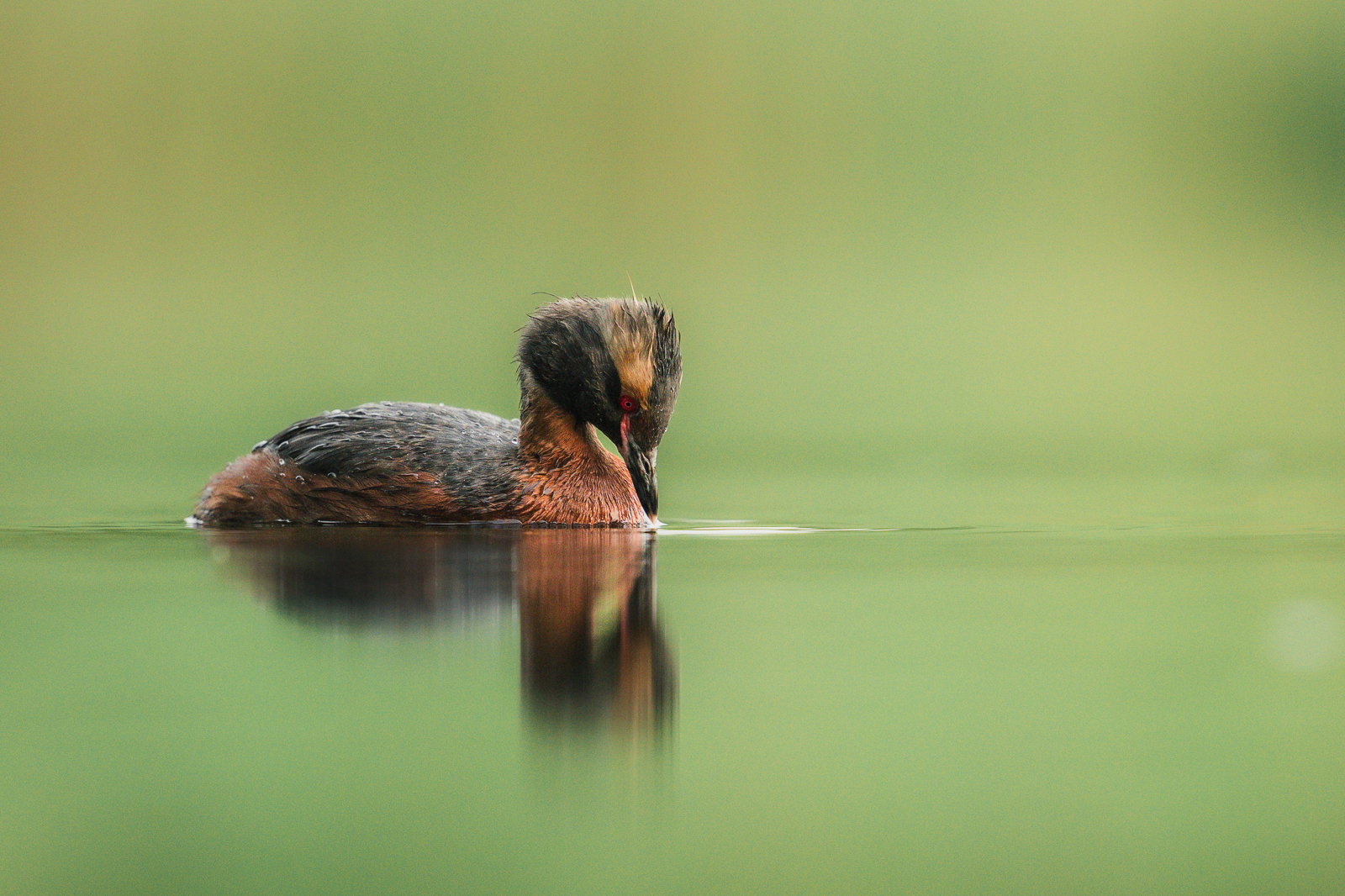 Slavonian grebe studying its reflection