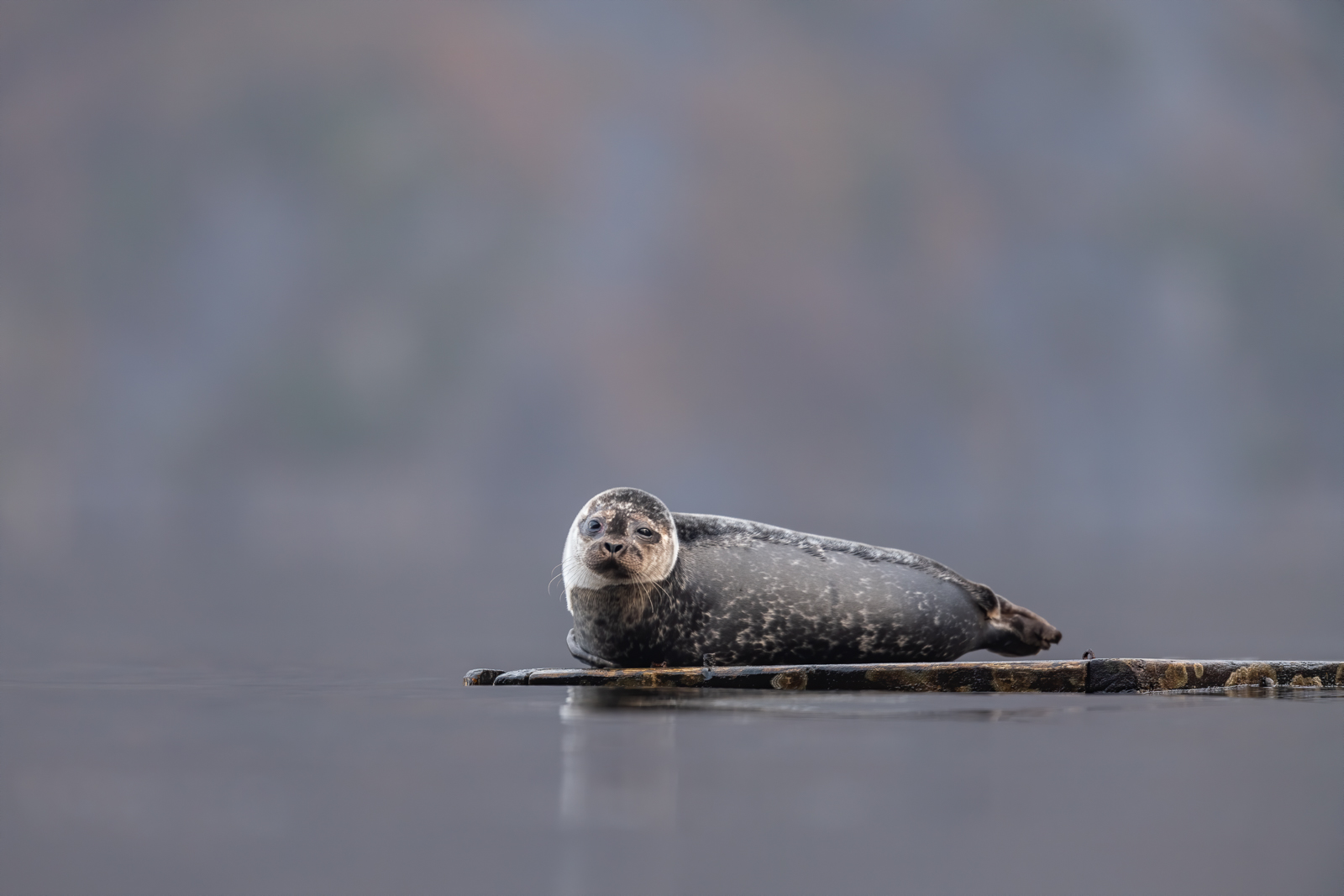 Harbour seal on dock