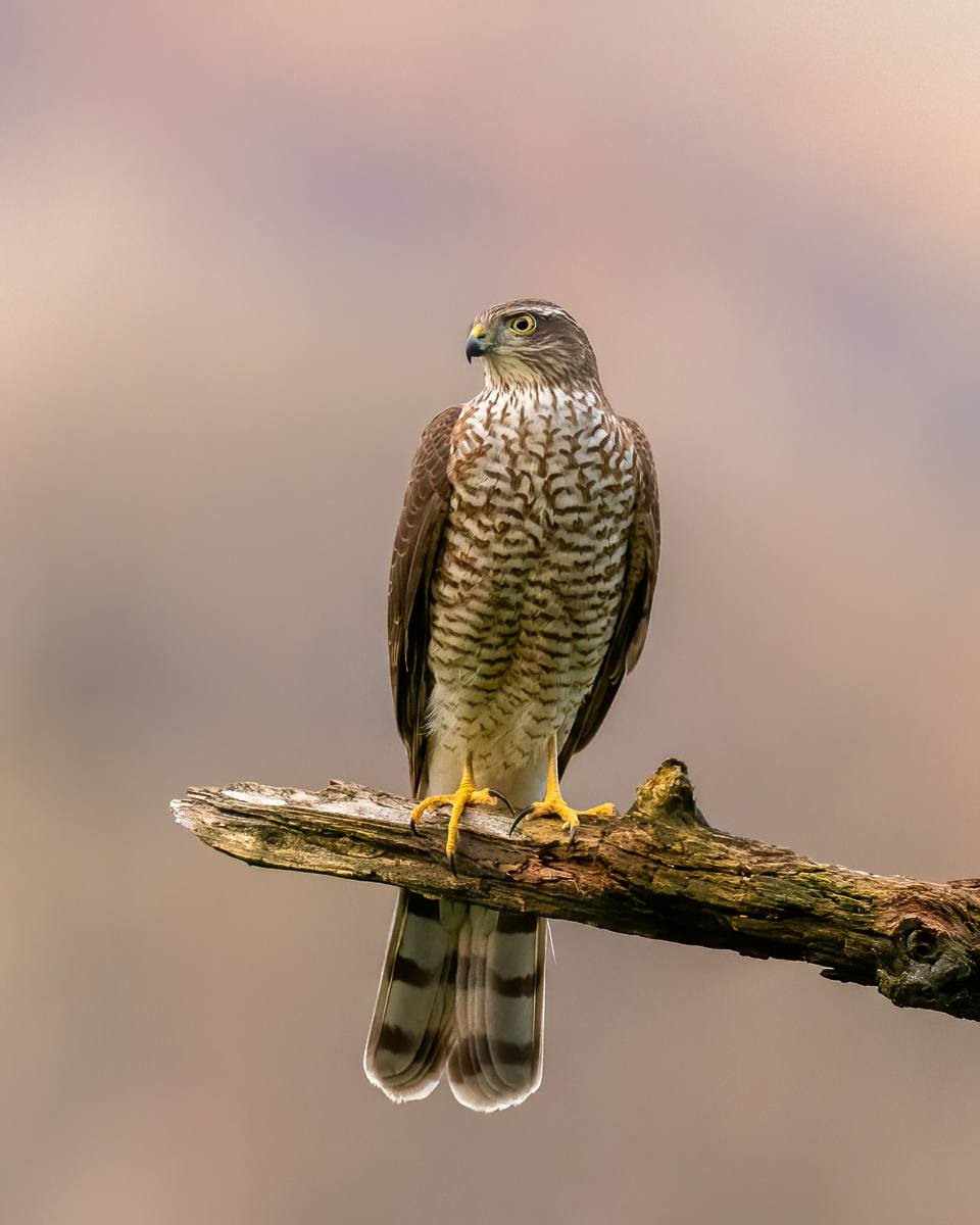 Sparrowhawk against a pastel sky