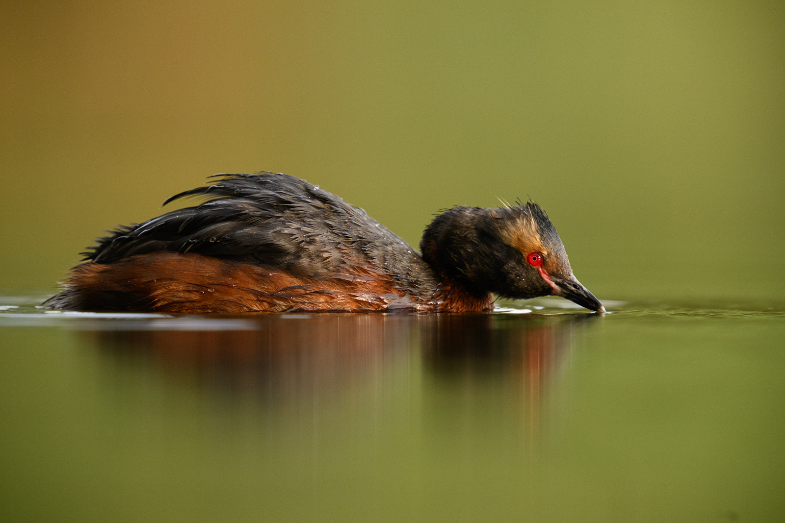 The slavonian grebe swimming by
