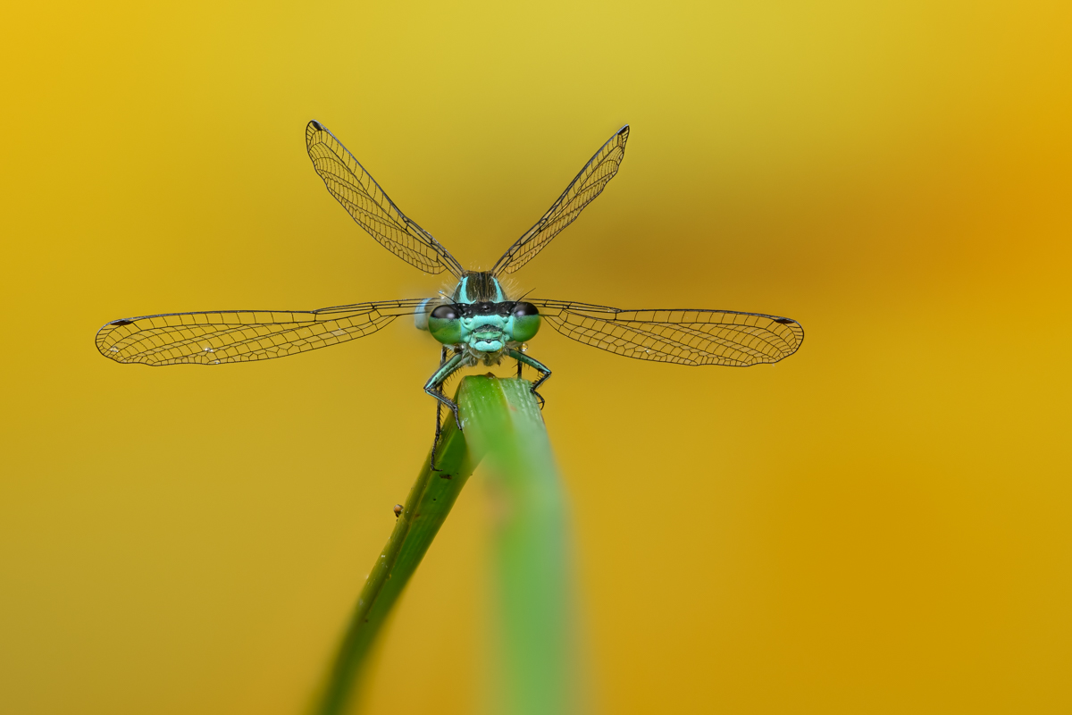 Blue damselfly against yellow background