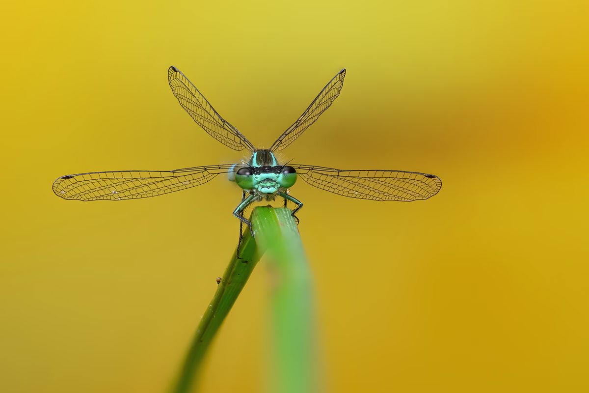 Blue damselfly against yellow background