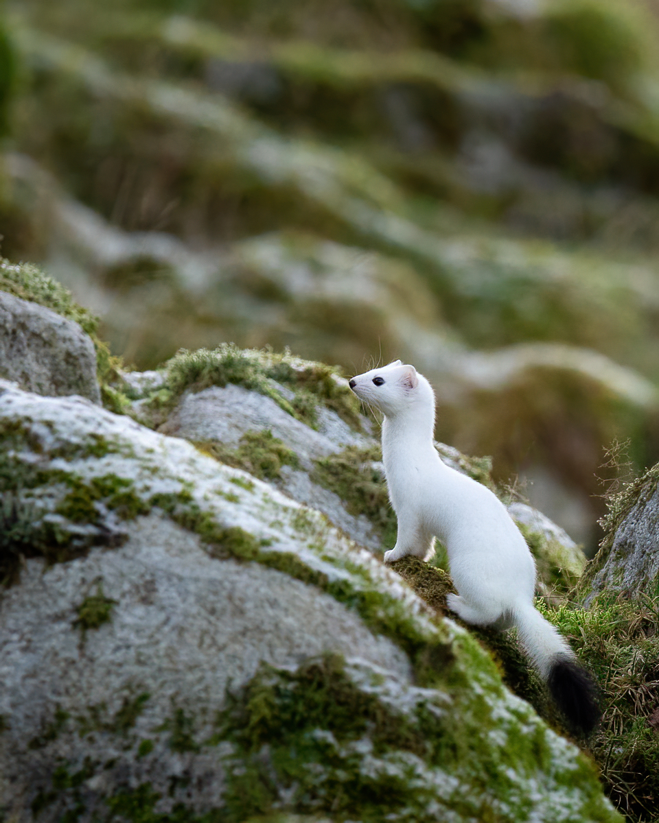 The stoat on a hunt
