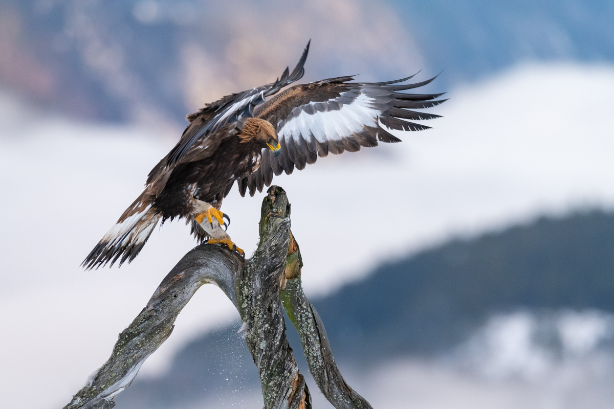 Golden eagle on the perch