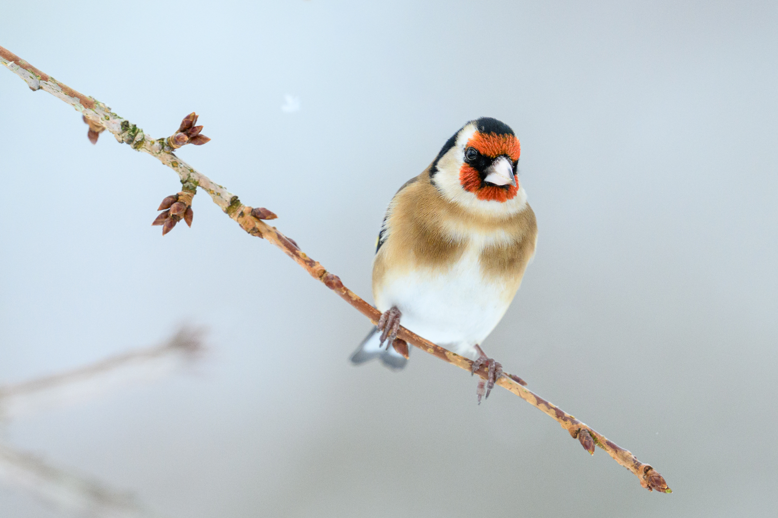 Goldfinch a snowy morning