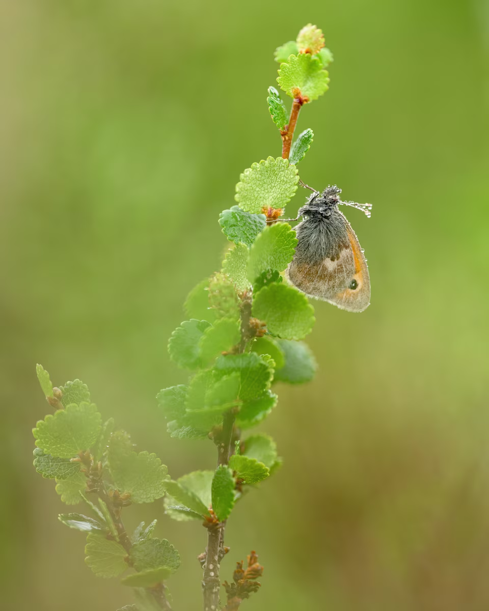 Small heath on a branch of dwarf birch