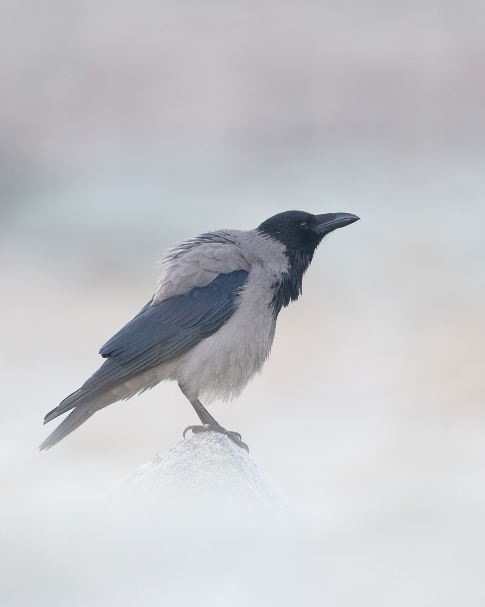Puffed up hooded crow