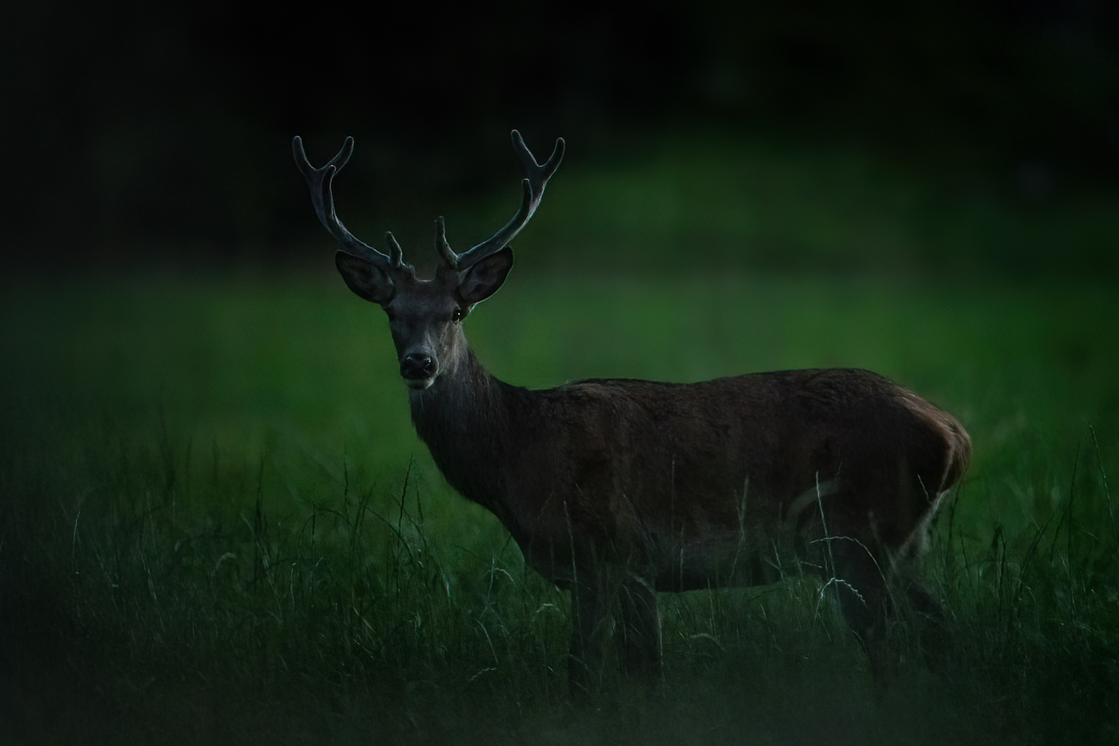 Red deer stag in twilight