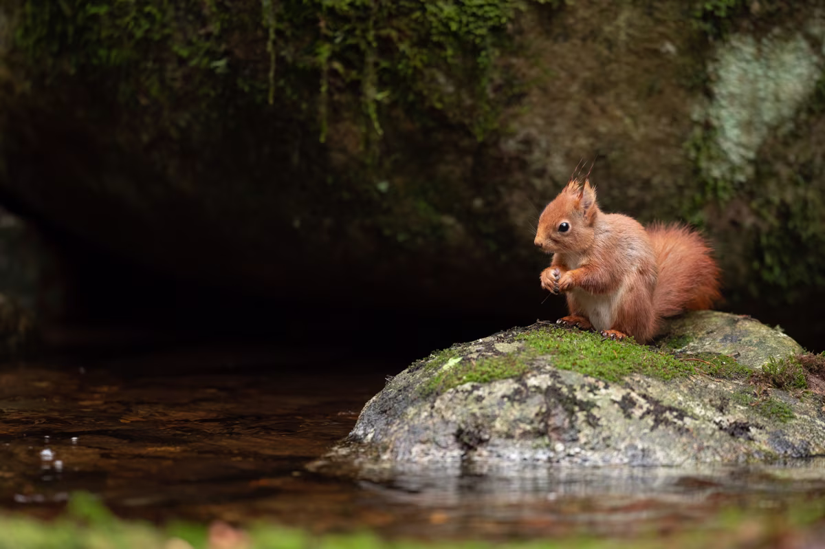 Young squirrel resting on a stone in the creek