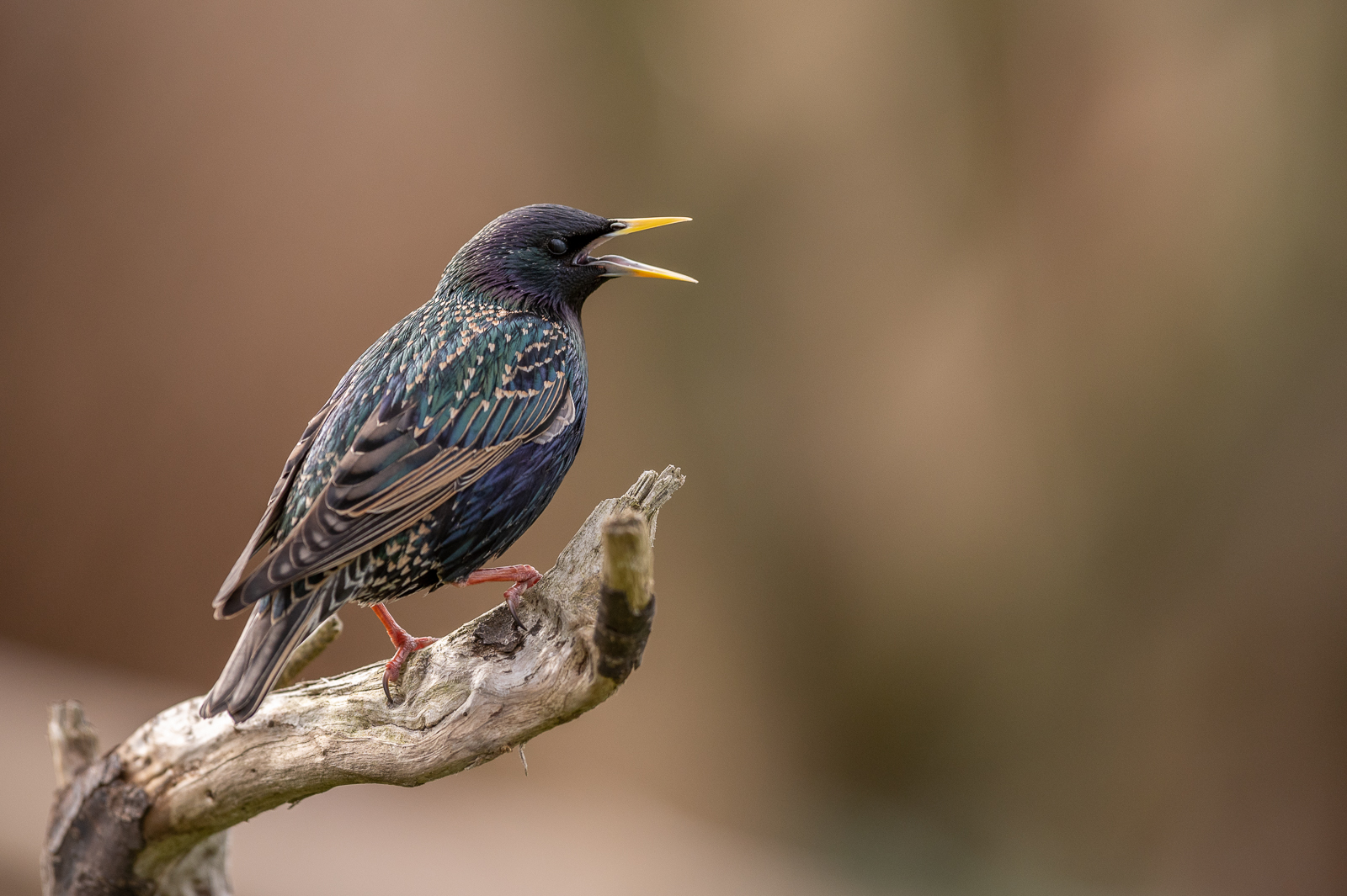 Screaming starling
