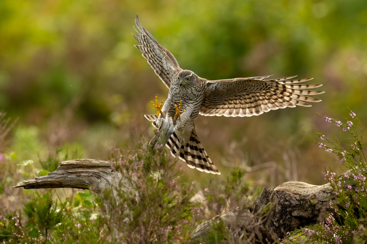 Sparrowhawk in full stretch during a landing